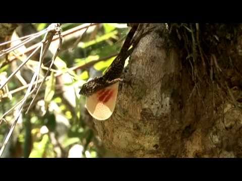 Cuban Nature Documentary Film – in Spanish